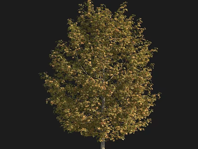 Lush Autumn Tree with Yellow Green Leaves and Light Trunk Full Canopy 3d model