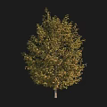 Lush Autumn Tree with Yellow Green Leaves and Light Trunk Full Canopy
