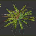 Vibrant Green Fern Plant With Lush Feathery Fronds On Dark Background