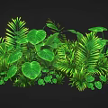 Lush Green Tropical Plants With Various Leaf Shapes Against Dark Background For Natural Decor