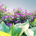 Beautiful Sunlit Garden Flowers With Purple Pink White Blooms And Large Green Leaves