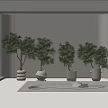 Four Different Bonsai Potted Plants in White Ceramic Pots with Book for Modern Interior