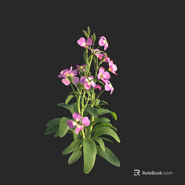 Vibrant Pink Flowers With Green Leaves On A Black Background Plant Stem 3d model 