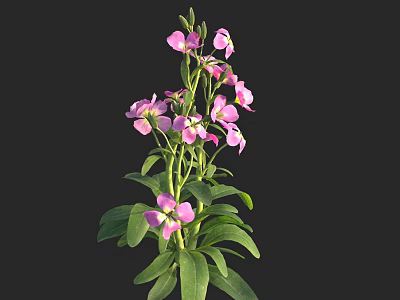 Vibrant Pink Flowers With Green Leaves On A Black Background Plant Stem 3d model