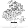 Potted Arbor With Lush Foliage Curved Trunk And Detailed Line Art Style