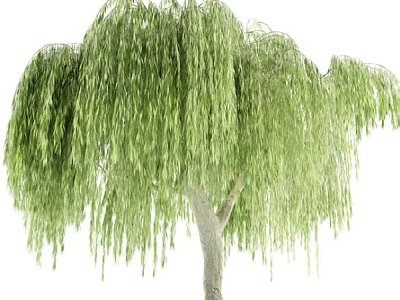 Lush Weeping Willow Tree With Long Hanging Branches And Green Foliage 3d model