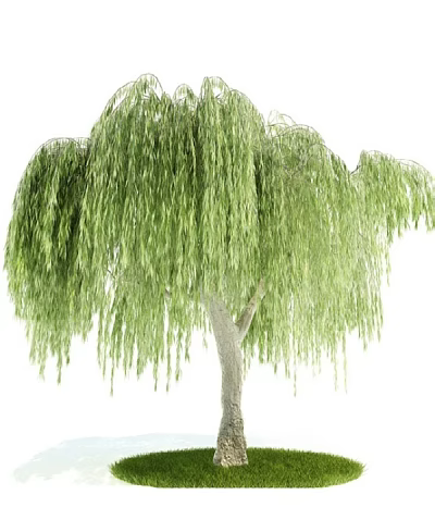 Lush Weeping Willow Tree With Long Hanging Branches And Green Foliage 3d model
