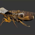 Cicada With Transparent Wings And Brown Body On Dark Reflective Surface 3d model