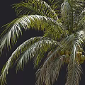 Tall Green Tropical Palm Trees With Curved Trunks And Lush Fronds
