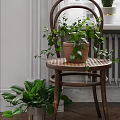 Various Potted Plants in Indoor Space with Diverse Flower Pots and Green Decorative Elements