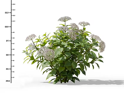 Lush White Flowering Shrub With Green Leaves And Dense Foliage 3d model