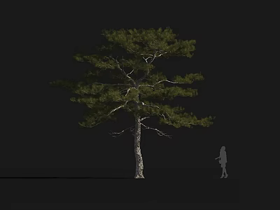 Tall Pine Tree with Straight Trunk and Lush Foliage against Black Background and Human Silhouette 3d model