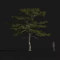 Tall Pine Tree with Straight Trunk and Lush Foliage against Black Background and Human Silhouette