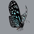 Black And Turquoise Flying Butterfly With White Spots On Spread Wings 3d model