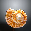 Orange And White Spiral Textured Plant With Gray Gradient Background