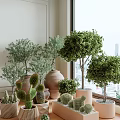 Decorative Bonsai Potted Plants On Indoor Window Sill With Various Species And Ceramic Terracotta Pots