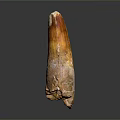 Ancient Creature Tooth Fossil with Brown White Textured Surface on Dark Background