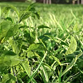 Lush Green Grass Lawn With Fresh Natural Texture For Outdoor Background