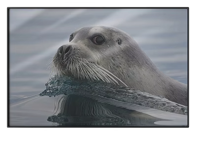 Realistic Animal Painting of Seal in Water with Whiskers and Reflection 3d model