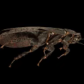 Detailed View Of Black Cockroach Body Structure On Isolated Black Background
