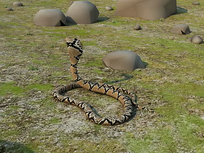 Coiled Reptile Snake With Patterned Skin On Grassland Near Rocks 3d model