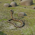 Coiled Reptile Snake With Patterned Skin On Grassland Near Rocks