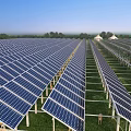 Modern Solar Panel Farm With Sheep Grazing In Green Field Under Blue Sky