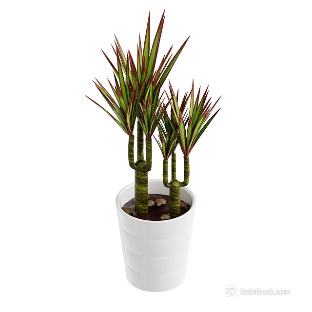 Dracaena Plant With Green Red Leaves And Tall Stems In White Pot With Pebbles 3d model 