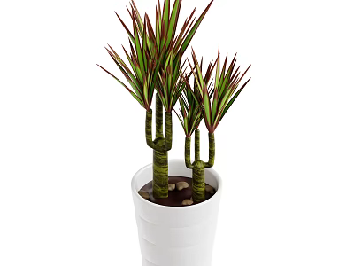 Dracaena Plant With Green Red Leaves And Tall Stems In White Pot With Pebbles 3d model