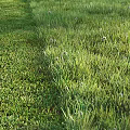 Lush Green Grass Lawn With Different Grass Varieties Under Warm Sunlight 3d model