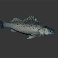 Fresh Bass Fish Isolated on White Background with Spotted Body and Fins