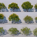 Arbor Trees With Various Green Yellow Leaves And Different Crown Shapes 3d model