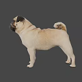 Realistic 3D Model Of Standing Pug Dog With Beige And Black Coat