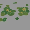 Beautiful Natural Scenery With Green Lotus Leaves And Yellow Flowers On Calm Water