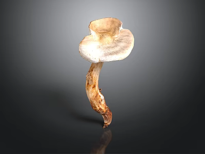 Isolated Wild Mushroom With Light Brown Stem And White Cap On Dark Background 3d model