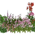 Colorful Garden Plant Combination With Red Blooms Pink Flowers Purple Blossoms And Ferns