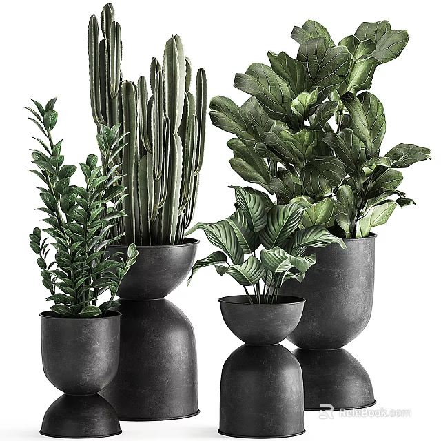 Modern Potted Green Plants with Cactus and Leafy Varieties in Black Pots of Different Sizes 3d model 