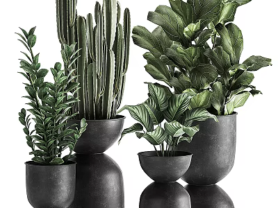 Modern Potted Green Plants with Cactus and Leafy Varieties in Black Pots of Different Sizes 3d model