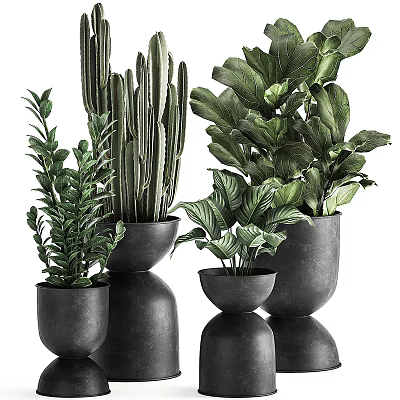 Modern Potted Green Plants with Cactus and Leafy Varieties in Black Pots of Different Sizes 3d model