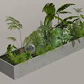 Potted Plants Arrangement In Rectangular Concrete Planter With Various Green Ferns And Large Leaved Plants