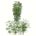 Different Bamboo Varieties With Green Leaves And Tall Stems In Natural Scene