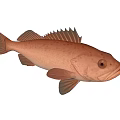 Realistic Red Fish Side View With Fins Scales And Eye Details