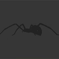 Realistic Black Spider With Long Thin Legs On Dark Background