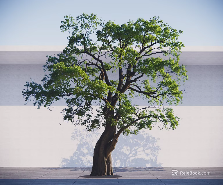 Tall Arbor With Thick Trunk And Lush Green Leaves Against White Wall And Floor 3d model 