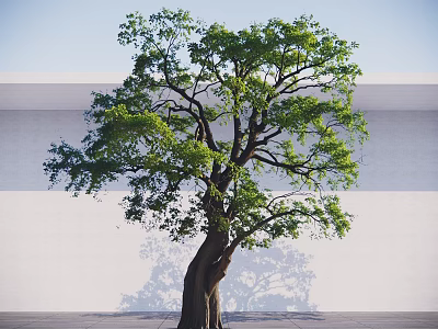 Tall Arbor With Thick Trunk And Lush Green Leaves Against White Wall And Floor 3d model