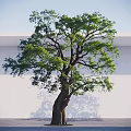 Tall Arbor With Thick Trunk And Lush Green Leaves Against White Wall And Floor