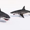 Realistic 3D Models of Two Large Sharks With Open Mouths and Sharp Teeth 3d model