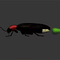 Detailed View of Black Beetle with Red Head Brown Wings and Green Tail