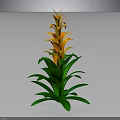 Tall Vibrant Tropical Plant With Green Leaves And Orange Layered Flowers