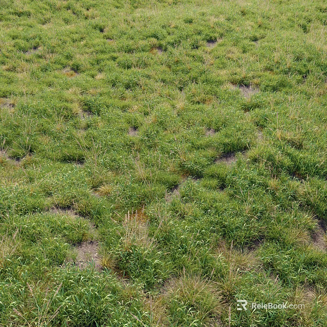 Lush Green Grass Plants With Patchy Growth And Exposed Soil In Field 3d model 